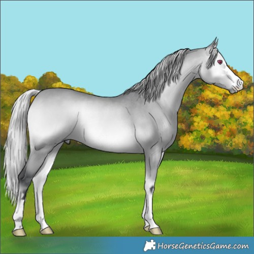 Horse Color:Silver Bay Chinchilla Onyx Rabicano 