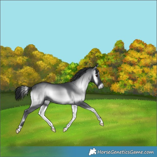 Horse Color:Blue Onyx Chinchilla 