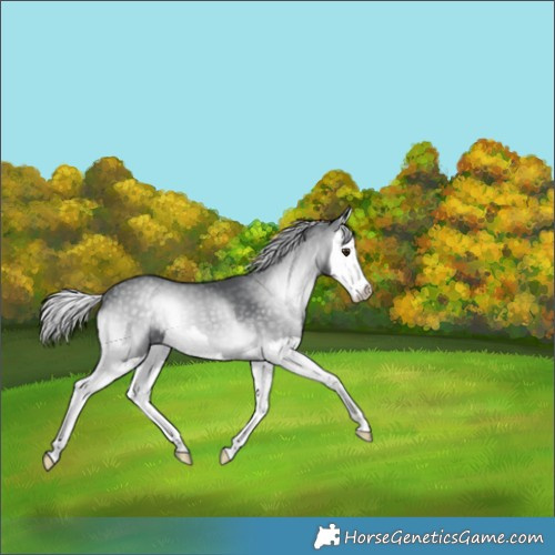 Horse Color:Silver Blue Onyx Chinchilla Splash 