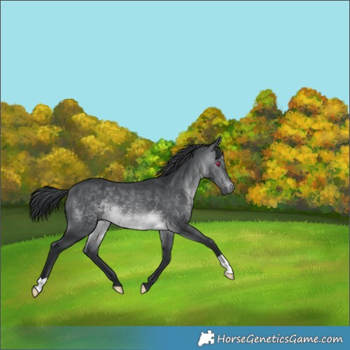 Horse Color:Brown Chinchilla 