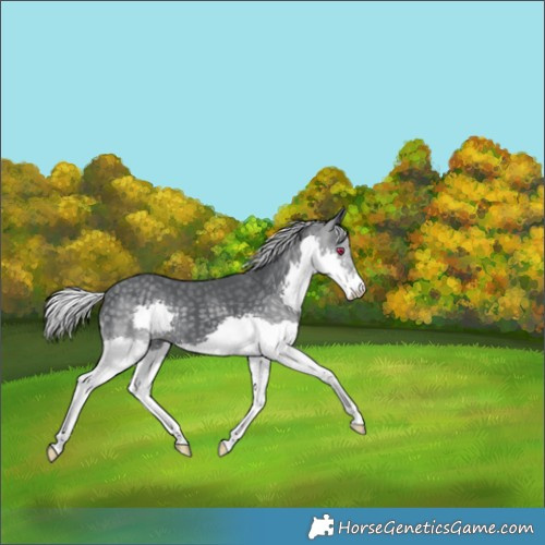 Horse Color:Silver Black Chinchilla Splash 