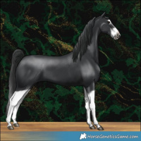 Horse Color:Black Splash Frame 
