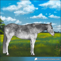 Horse Color:White Spotted Black 