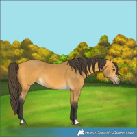 Horse Color:Buckskin 