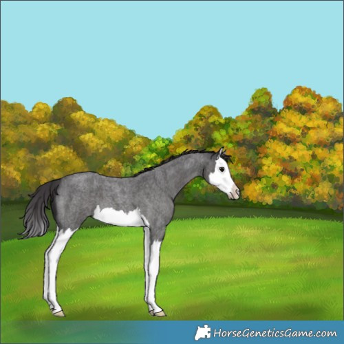 Horse Color:Smoky Blue Roan Splash 