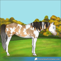 Horse Color:Gray White Spotted Amber Cream Champagne Roan Splash Rabicano 
