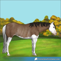 Horse Color:Gray Classic Champagne Splash Rabicano 