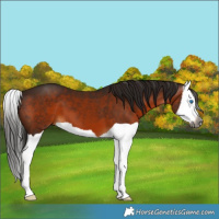 Horse Color:Gray Bay Splash 
