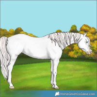 Horse Color:Perlino Splash