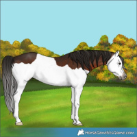 Horse Color:Gray Bay Splash 