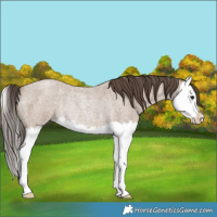 Horse Color:Classic Champagne Roan Splash Rabicano 