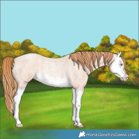 Horse Color:Gold Champagne Roan Splash Rabicano 