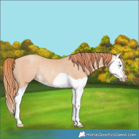 Horse Color:Gray Perlino Splash Rabicano 