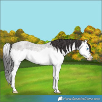 Horse Color:Smoky Grullo Roan Splash Rabicano 
