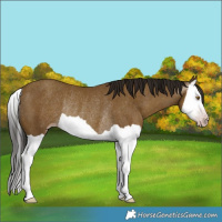 Horse Color:Gray Classic Cream Champagne Splash Rabicano 