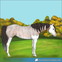Horse Color:Bay Roan Splash Rabicano 