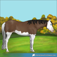 Horse Color:Gray Classic Champagne Splash 