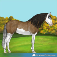 Horse Color:Gray Classic Cream Champagne Splash Rabicano 
