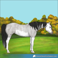 Horse Color:Gray Grullo Roan Splash Rabicano 