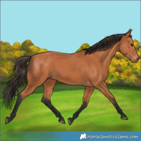Horse Color:Unknown 