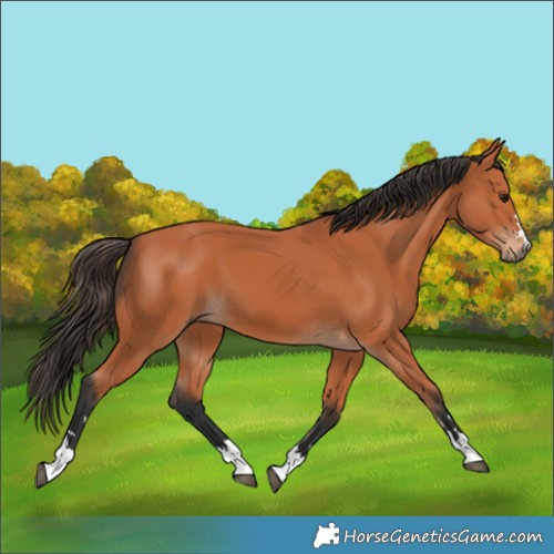 Horse Color:Unknown 