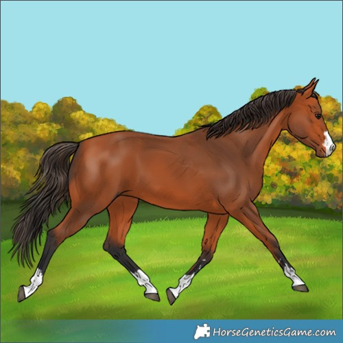 Horse Color:Unknown 
