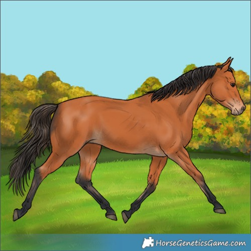 Horse Color:Unknown 