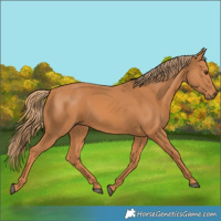Horse Color:Unknown 