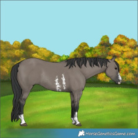 Horse Color:Grullo Sabino Rabicano