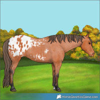 Horse Color:Bay Appaloosa 