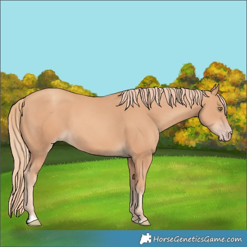 Horse Color:Gold Champagne 
