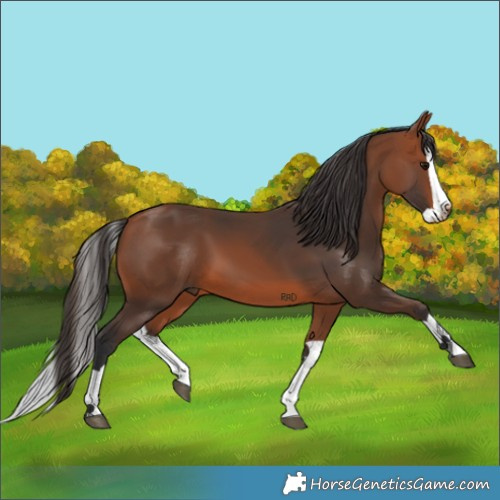 Horse Color:Bay Splash 