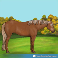 Horse Color:Gray Chestnut 