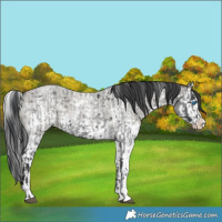 Horse Color:Blue Roan Sabino Splash  and Grullo Roan Sabino Splash 