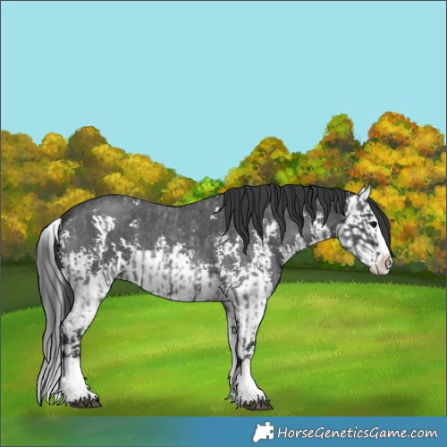 Horse Color:Blue Roan Sabino Splash  and Blue Roan Sabino Splash 