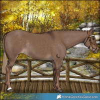 Horse Color:Liver Red Dun Rabicano 