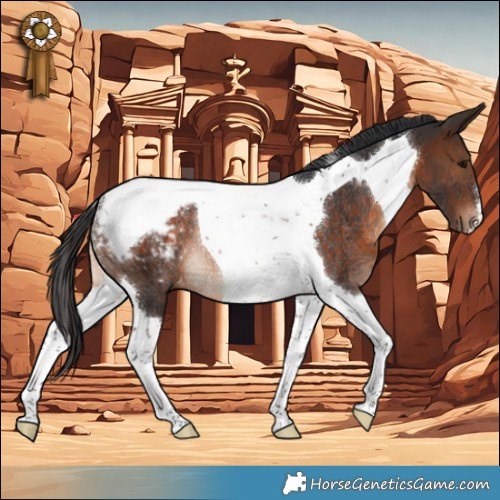 Horse Color:Brown Tobiano Appaloosa Rabicano 