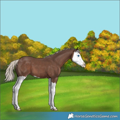 Horse Color:Silver Black Splash 