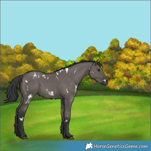 Horse Color:White Spotted Grullo 