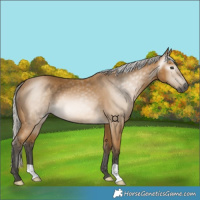 Horse Color:Gray Silver Buckskin 