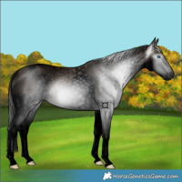 Horse Color:Gray Void Bay Roan Splash Tobiano