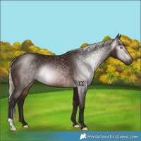 Horse Color:Gray Silver Bay 