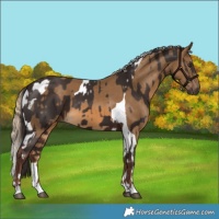 Horse Color:Liver Chestnut  and Chocolate Palomino Tobiano 