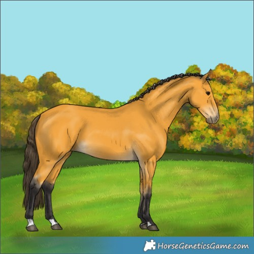 Horse Color:Buckskin 