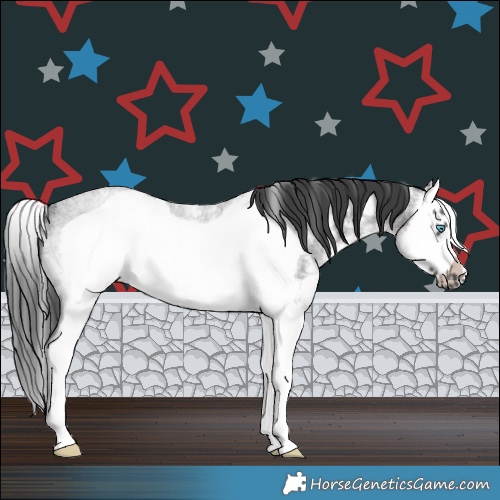 Horse Color:Blue Roan Sabino Splash Frame Rabicano 