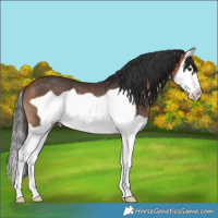 Horse Color:Bay Splash Frame Rabicano 