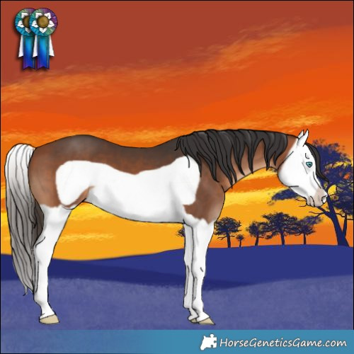Horse Color:Bay Splash Frame 