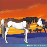 Horse Color:Bay Splash Frame 