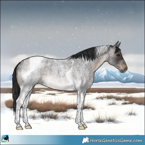 Horse Color:Brown Roan Tobiano Rabicano 