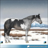 Horse Color:Black Tobiano Rabicano 